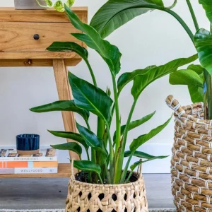 Orange Bird of Paradise Live Plant - Strelitzia Reginae - 8 inch Tall - Image 5