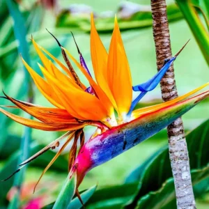 Orange Bird of Paradise Live Plant - Strelitzia Reginae - 8 inch Tall - Image 6