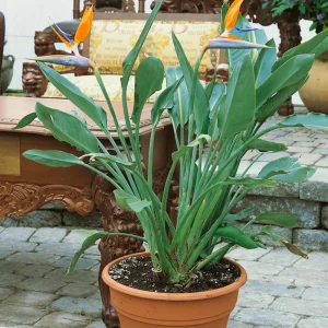 Orange Bird of Paradise Live Plant - Strelitzia Reginae - 4 inch Tall Starter Plant - Image 7