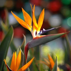 Orange Bird of Paradise Live Plant - Strelitzia Reginae - 8 inch Tall - Image 8