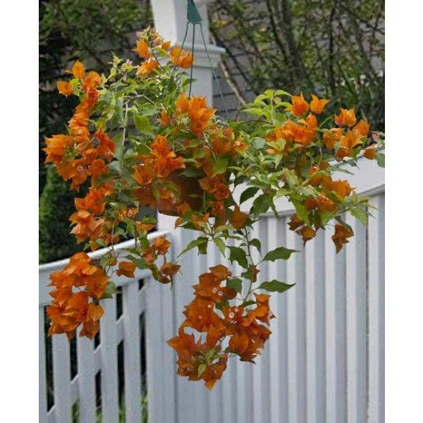 Orange Bougainvillea Live Plant – Pack of 2 – 5-9 Inches Tall – Outdoor - Image 2