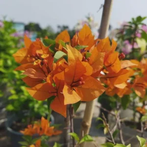 Orange Bougainvillea Live Plant – Pack of 2 – 5-9 Inches Tall – Outdoor - Image 3