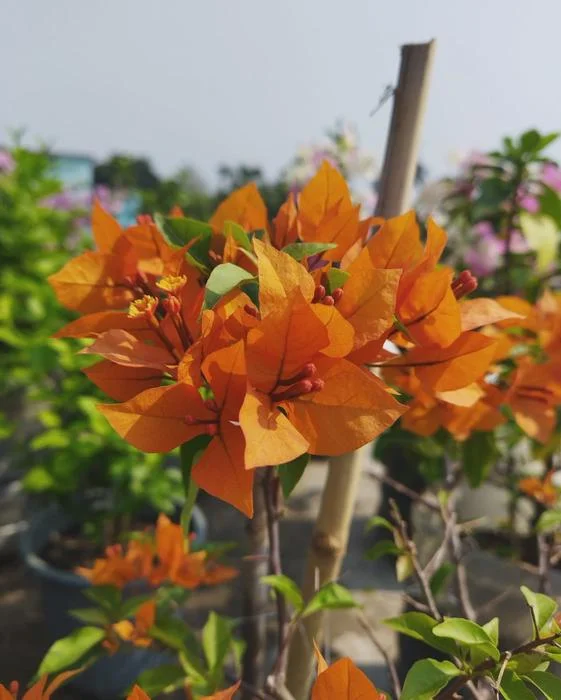Orange Bougainvillea Live Plant – Pack of 2 – 5-9 Inches Tall – Outdoor - Image 3