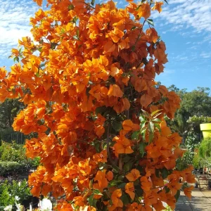 Orange Bougainvillea Live Plant – Pack of 2 – 5-9 Inches Tall – Outdoor - Image 4