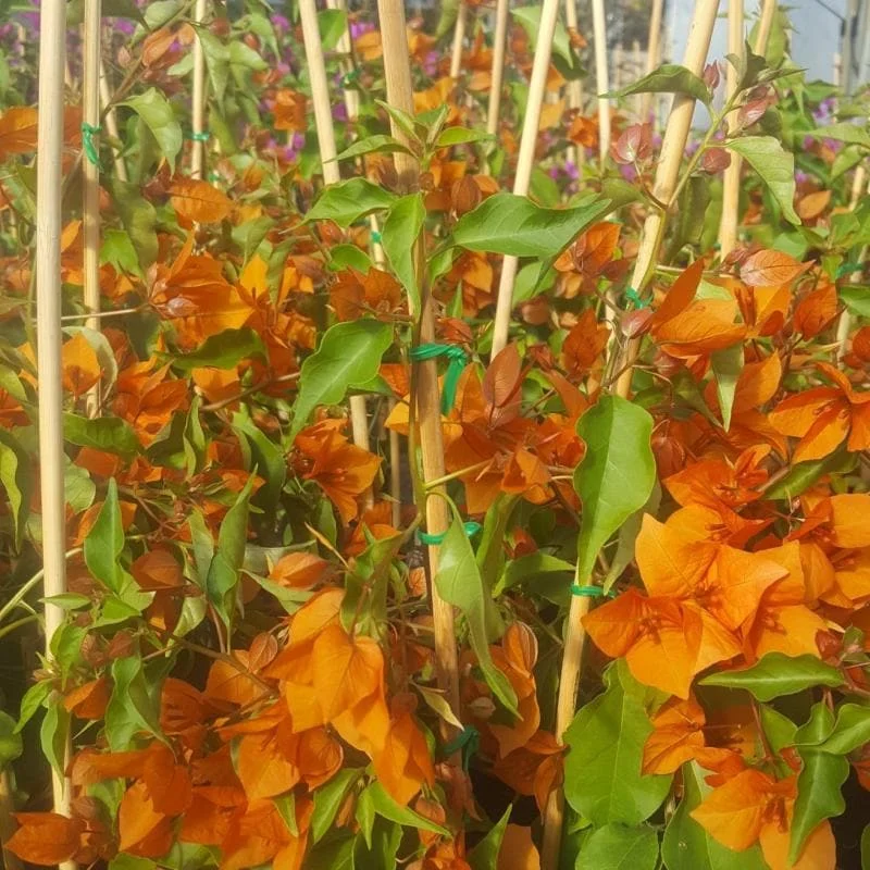 Orange Bougainvillea Live Plant – Pack of 2 – 5-9 Inches Tall – Outdoor - Image 5