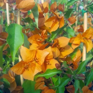Orange Bougainvillea Live Plant – Pack of 2 – 5-9 Inches Tall – Outdoor - Image 6