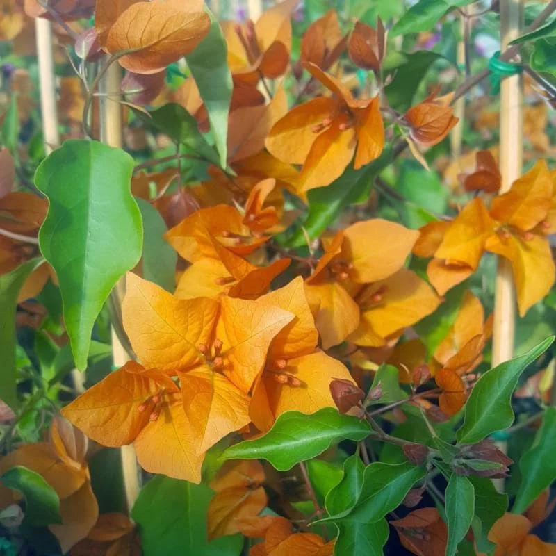 Orange Bougainvillea Live Plant – Pack of 2 – 5-9 Inches Tall – Outdoor - Image 6