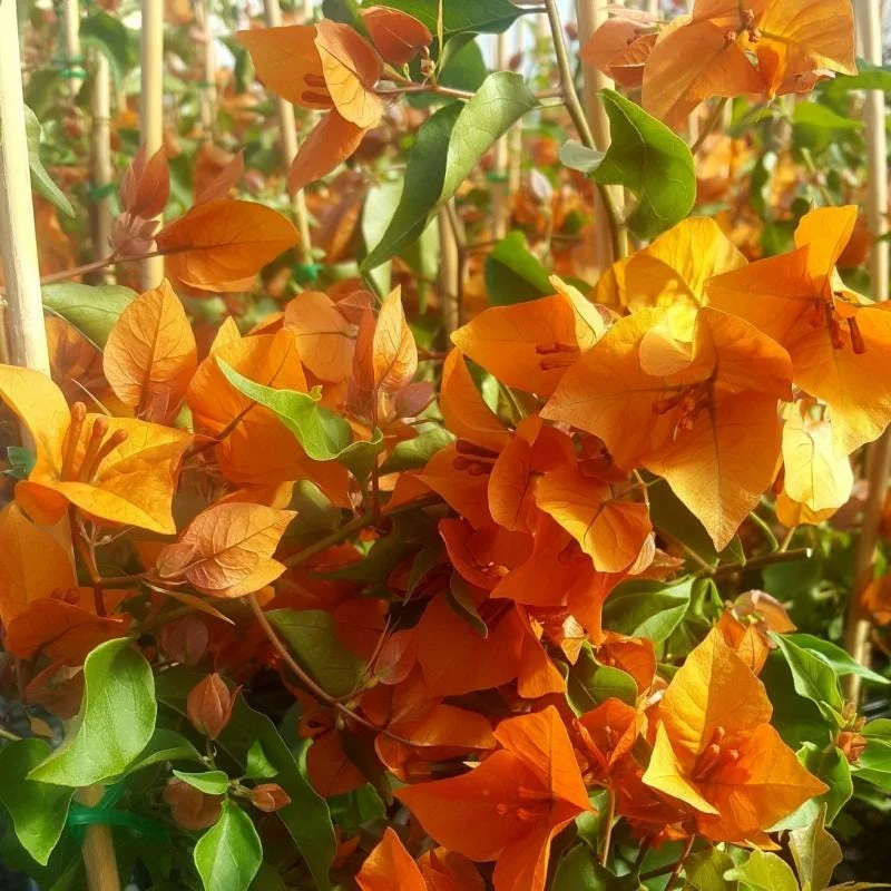 Orange Bougainvillea Live Plant – Pack of 2 – 5-9 Inches Tall – Outdoor - Image 7