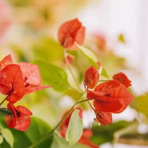 Orange Bougainvillea Live Plant – Pack of 2 – 5-9 Inches Tall – Outdoor - Image 8