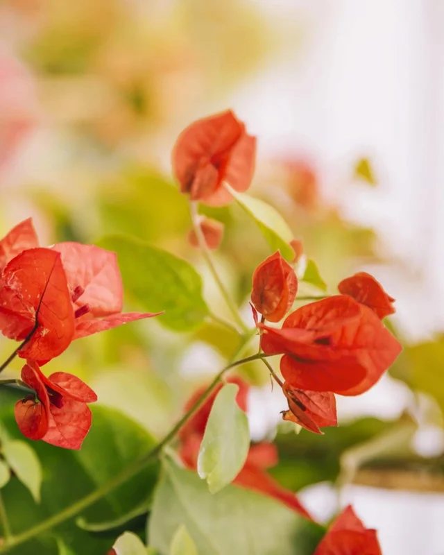 Orange Bougainvillea Live Plant – Pack of 2 – 5-9 Inches Tall – Outdoor - Image 8
