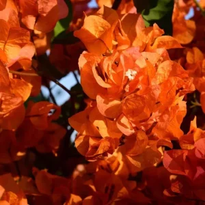 Orange Bougainvillea Live Plant – Pack of 2 – 5-9 Inches Tall – Outdoor - Image 9