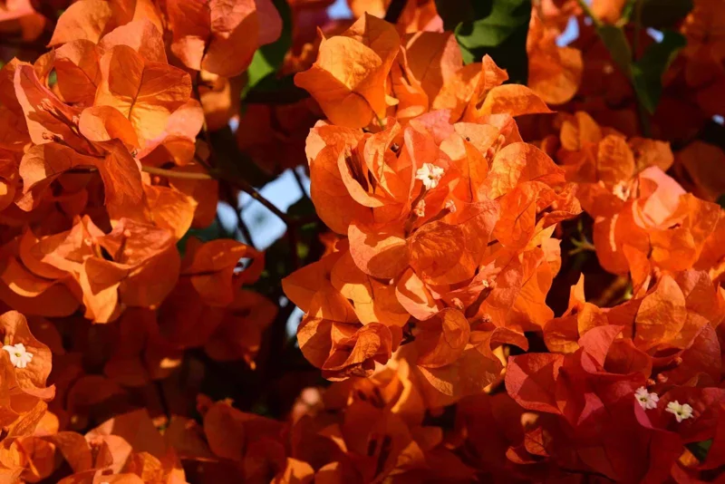 Orange Bougainvillea Live Plant – Pack of 2 – 5-9 Inches Tall – Outdoor - Image 9