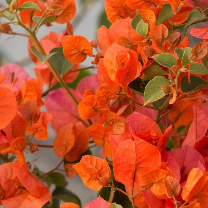 Orange Bougainvillea Live Plant – Pack of 2 – 5-9 Inches Tall – Outdoor - Image 1