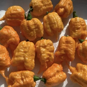 Orange Carolina Reaper Live Plants - 3 Pack, Super Hot Pepper, 75+ Days Old - Image 2