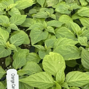 Orange Carolina Reaper Live Plants - 3 Pack, Super Hot Pepper, 75+ Days Old - Image 1