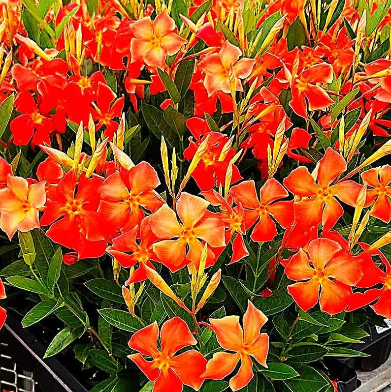 Orange Dipladenia Live Plant – 4 inch Pot – Vibrant Tropical Blooms - Image 2