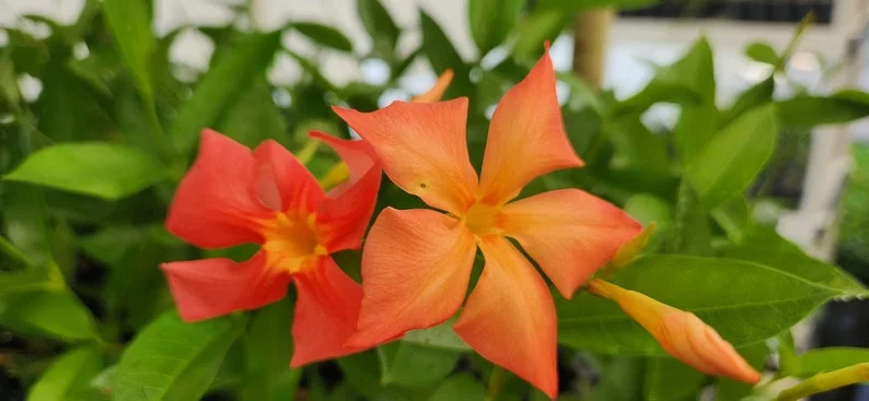 Orange Dipladenia Live Plant – 4 inch Pot – Vibrant Tropical Blooms - Image 1