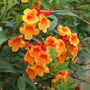 Orange Jubilee Live Plant - 2 Pack, 5-9 Inch, Heat Tolerant Trumpet Bush, Outdoor - Image 2