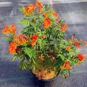 Orange Jubilee Live Plant - 2 Pack, 5-9 Inch, Heat Tolerant Trumpet Bush, Outdoor - Image 3