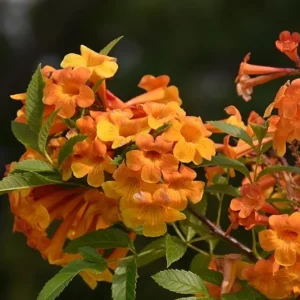 Orange Jubilee Live Plant - 2 Pack, 5-9 Inch, Heat Tolerant Trumpet Bush, Outdoor - Image 4