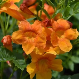 Orange Jubilee Live Plant - 2 Pack, 5-9 Inch, Heat Tolerant Trumpet Bush, Outdoor - Image 5