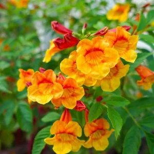 Orange Jubilee Live Plant - 2 Pack, 5-9 Inch, Heat Tolerant Trumpet Bush, Outdoor - Image 6