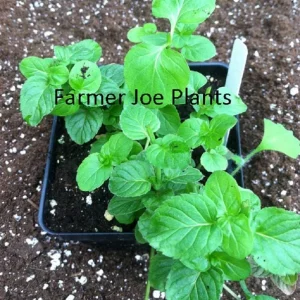 Orange Mint Live Plant – Aromatic Culinary Herb – 4 Inch Tall – Potted - Image 1