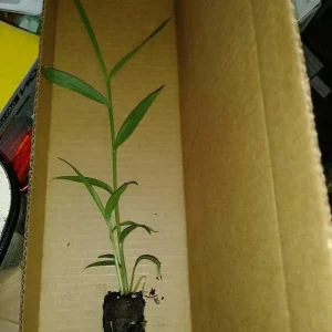 Organic Ginger Live Plant - Zingiber officinale Starter - Edible Root - 4-8 inches tall - Image 2