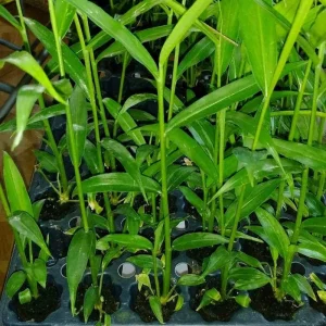 Organic Ginger Live Plant - Zingiber officinale Starter - Edible Root - 4-8 inches tall - Image 3