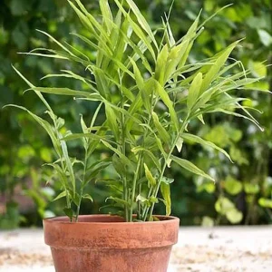 Organic Ginger Live Plant - Zingiber officinale Starter - Edible Root - 4-8 inches tall - Image 1