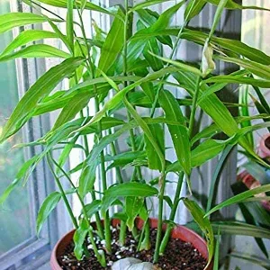 Organic Ginger Live Plant - Zingiber officinale Starter - Edible Root - 4-8 inches tall - Image 5