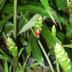 Organic Ginger Live Plant - Zingiber officinale Starter - Edible Root - 4-8 inches tall - Image 7