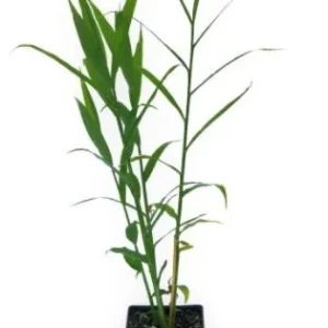 Organic Ginger Live Plant - Zingiber officinale Starter - Edible Root - 4-8 inches tall - Image 8