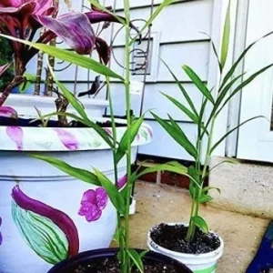 Organic Ginger Live Plant - Zingiber officinale Starter - Edible Root - 4-8 inches tall - Image 9