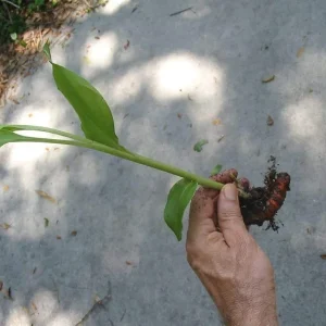 Organic Yellow Turmeric Live Plant - 2 Curcuma Longa Rhizomes, 4-6 inch, Indoor/Outdoor - Image 2