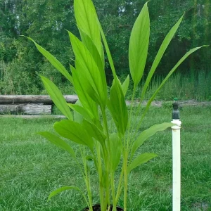 Organic Yellow Turmeric Live Plant - 2 Curcuma Longa Rhizomes, 4-6 inch, Indoor/Outdoor - Image 3
