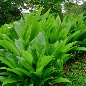 Organic Yellow Turmeric Live Plant - 2 Curcuma Longa Rhizomes, 4-6 inch, Indoor/Outdoor - Image 6