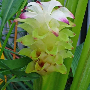 Organic Yellow Turmeric Live Plant - 2 Curcuma Longa Rhizomes, 4-6 inch, Indoor/Outdoor - Image 7
