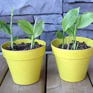 Organic Yellow Turmeric Live Plant - 2 Curcuma Longa Rhizomes, 4-6 inch, Indoor/Outdoor - Image 1