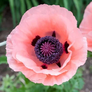 Oriental Poppy Live Plant 3