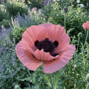 Oriental Poppy Live Plant 3" Pot – Vibrant Outdoor Flower - Image 1