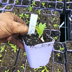 Oriental Poppy Live Plant 3