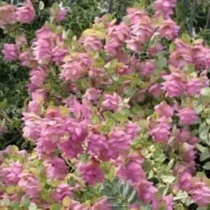 Origanum 'Kent Beauty' Ornamental Oregano Live Plant - 2.5x3.5 inch Pot - Outdoor Perennial - Image 1