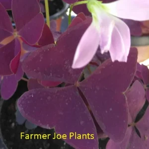 Oxalis False Shamrock Burgundy Ebony Live Plant - Pink Bloom - 4 Inch Tall - Image 2