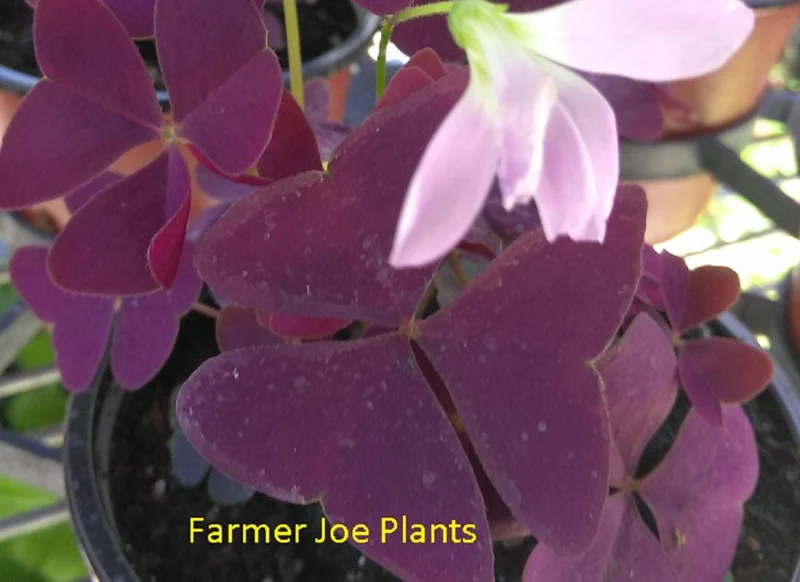 Oxalis False Shamrock Burgundy Ebony Live Plant - Pink Bloom - 4 Inch Tall - Image 2