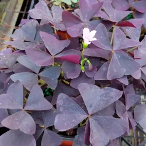 Oxalis False Shamrock Burgundy Ebony Live Plant - Pink Bloom - 4 Inch Tall - Image 1