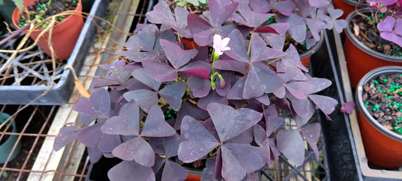 Oxalis False Shamrock Burgundy Ebony Live Plant - Pink Bloom - 4 Inch Tall - Image 1