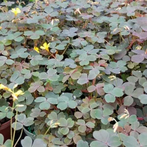 Oxalis False Shamrock Chocolate Live Plant - Yellow Bloom, Edible, 4 inch Tall - Image 2
