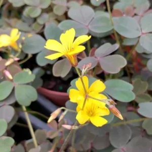 Oxalis False Shamrock Chocolate Live Plant - Yellow Bloom, Edible, 4 inch Tall - Image 1