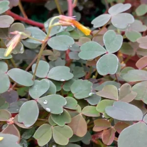 Oxalis False Shamrock Chocolate Live Plant - Yellow Bloom, Edible, 4 inch Tall - Image 3